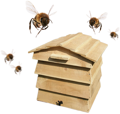 about_bees.png
